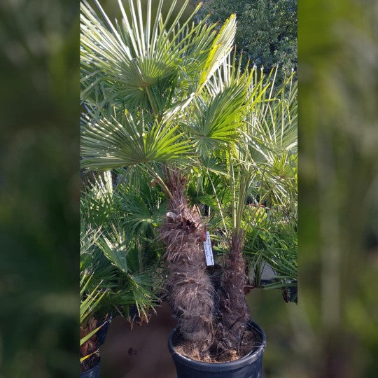 🌴 Palmen & Olivenbäume mieten🌳