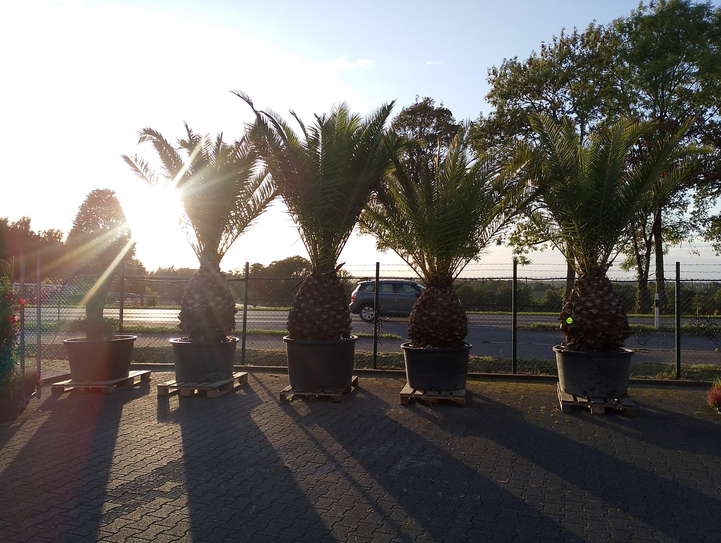 Kanarische Dattelpalme (Phoenix canariensis)