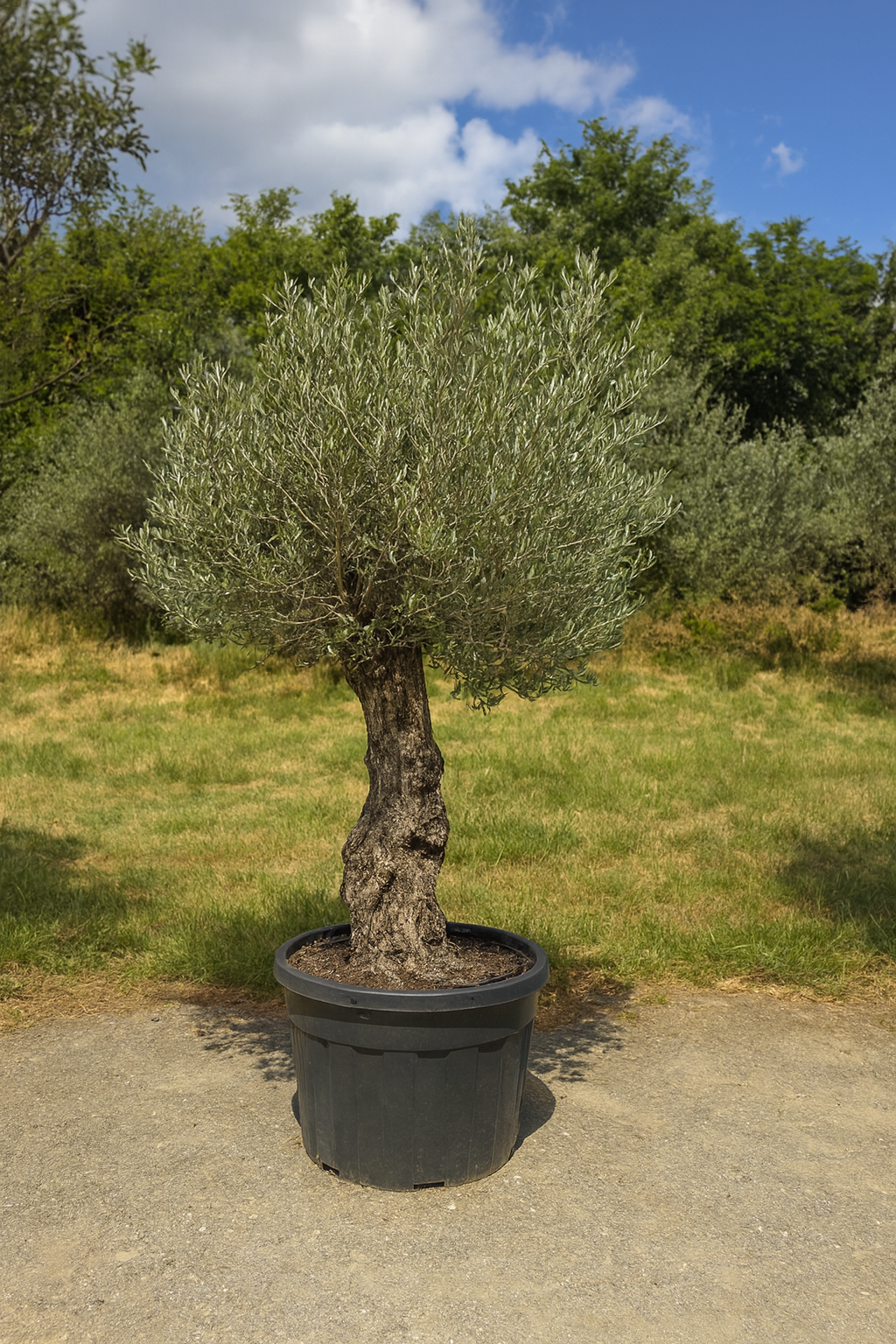 Olivenbaum Black Friday action!