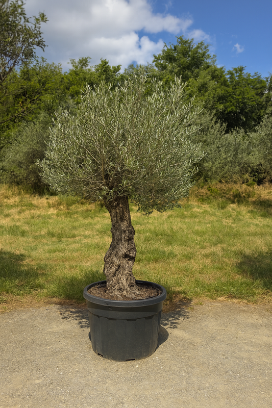 Olivenbaum Black Friday action!