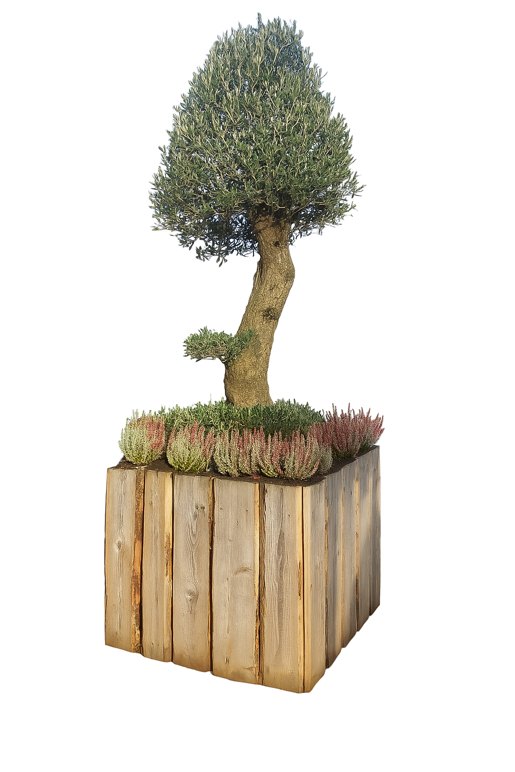 🌴 Palmen & Olivenbäume mieten🌳