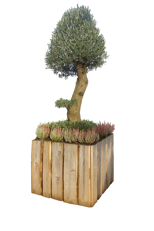 🌴 Palmen & Olivenbäume mieten🌳